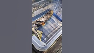 Frog Spawn Diary entry - Day 15 - Shorts part 1