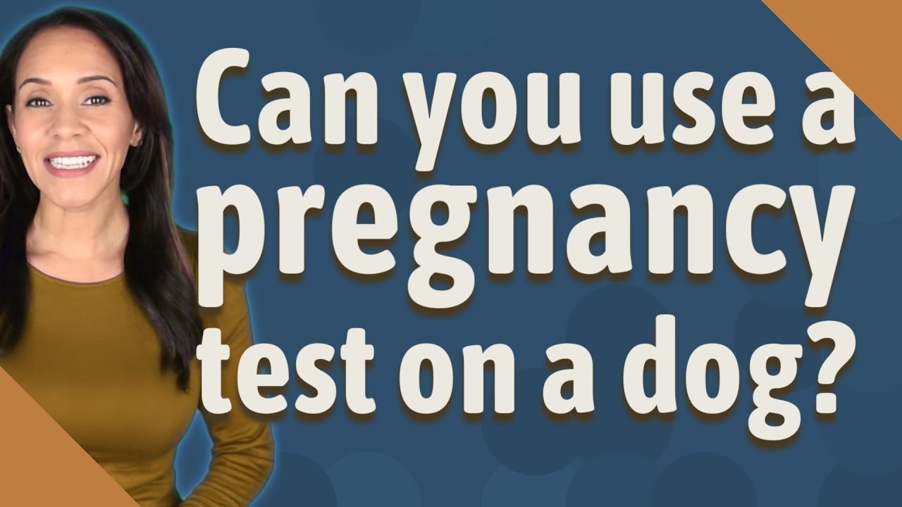 Can You Use A Pregnancy Test On Dogs