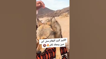 الكبير كبير مقام مش ابن مين ومعه كام 