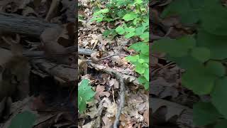 Darwin and Life in the Shade