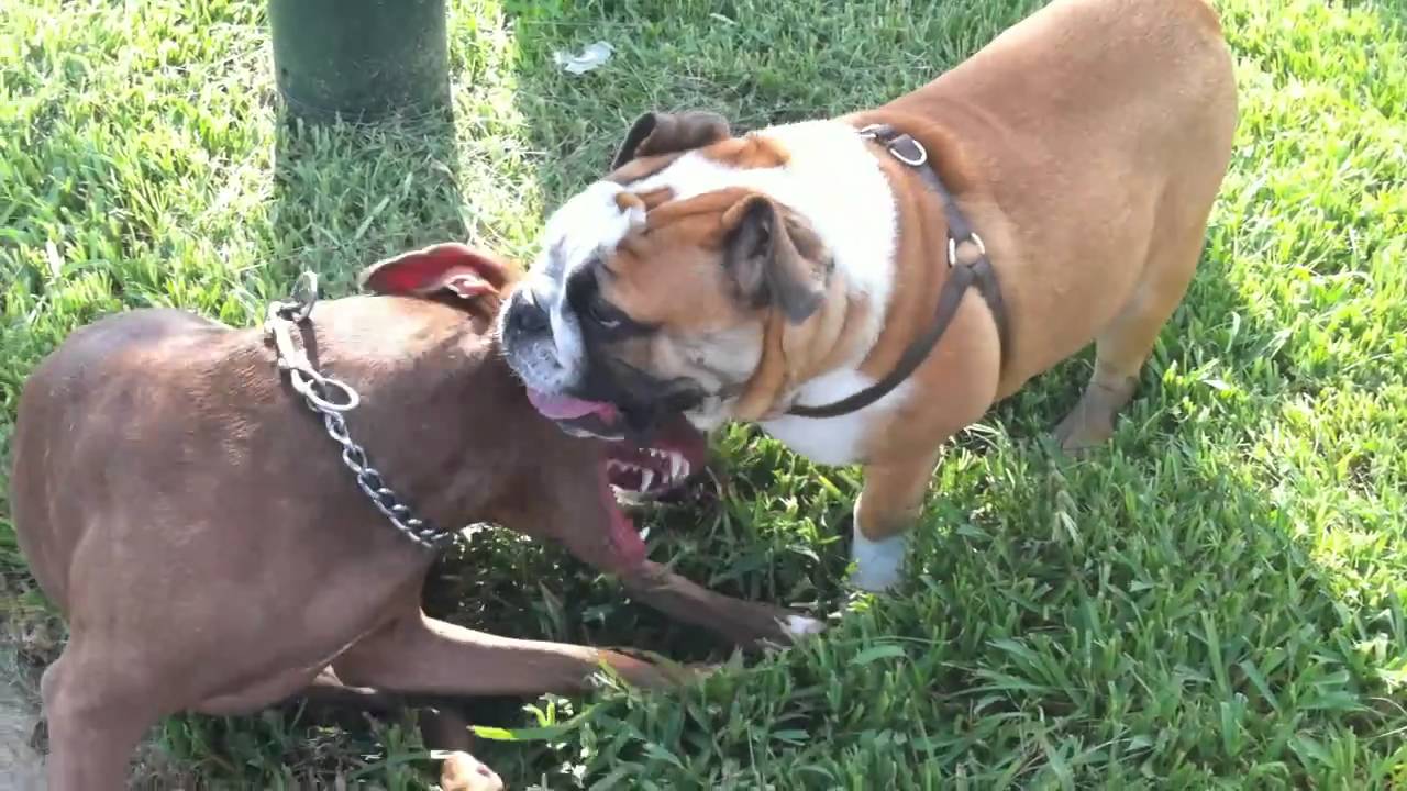 English Bulldog and Pitbull Mix playing - YouTube.