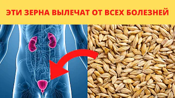ЗЛАКИ ВОЗРОЖДЕНИЯ! Употребления ячменя каждый день приведет к...