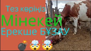 Ерекше БҰЗАУ! 1 миллион тенгелік сиырдың бұзауын алдым💵🤯😱💣🇰🇿