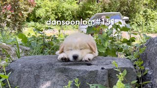 Dansoonlog151 What Happens to Raising a Puppy and Kitten Together