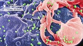 видео СПИД: история возникновения, распространение, симптомы. Справка