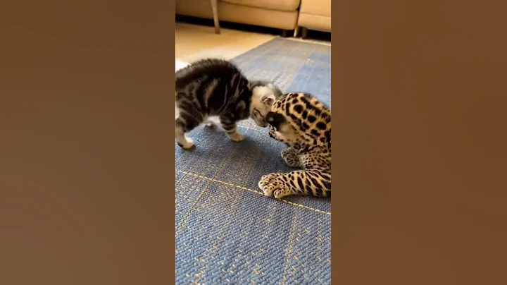 Video 11900751: tiny american shorthair kitten, baby american shorthair, meet american shorthair, shorthair kitten first, kitten climbing