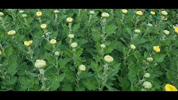 Bông cúc đại đóa tết 2024(11/12âl)#cucdaidoa #ToanNguyen#0933760844