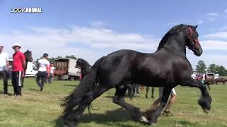 Amazing Horse