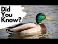 Things you need to know about MALLARDS!