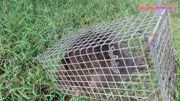 Bẫy chuột theo đường mòn dính toàn chuột cống nhum khủng