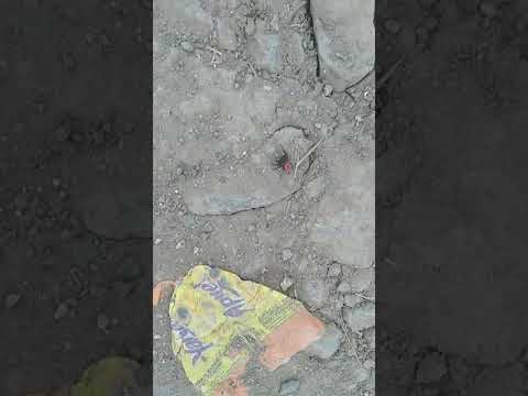 Чёрный эрезус или паук с чёрнами точками на брюшке ядовитый опасно 🕷🕷