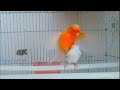 Canto de Canário: O raro canto de canário. Para ensinar machos e acasalar.