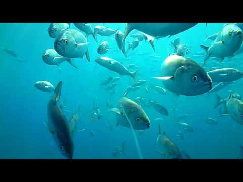 Izkušnja igranja v igralnici online: Fish Road Demo - Igrajte zdaj!