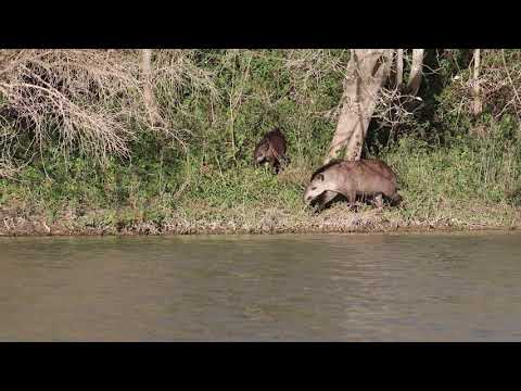Estación de campo El Teuco: tapir captado por cámara trampa