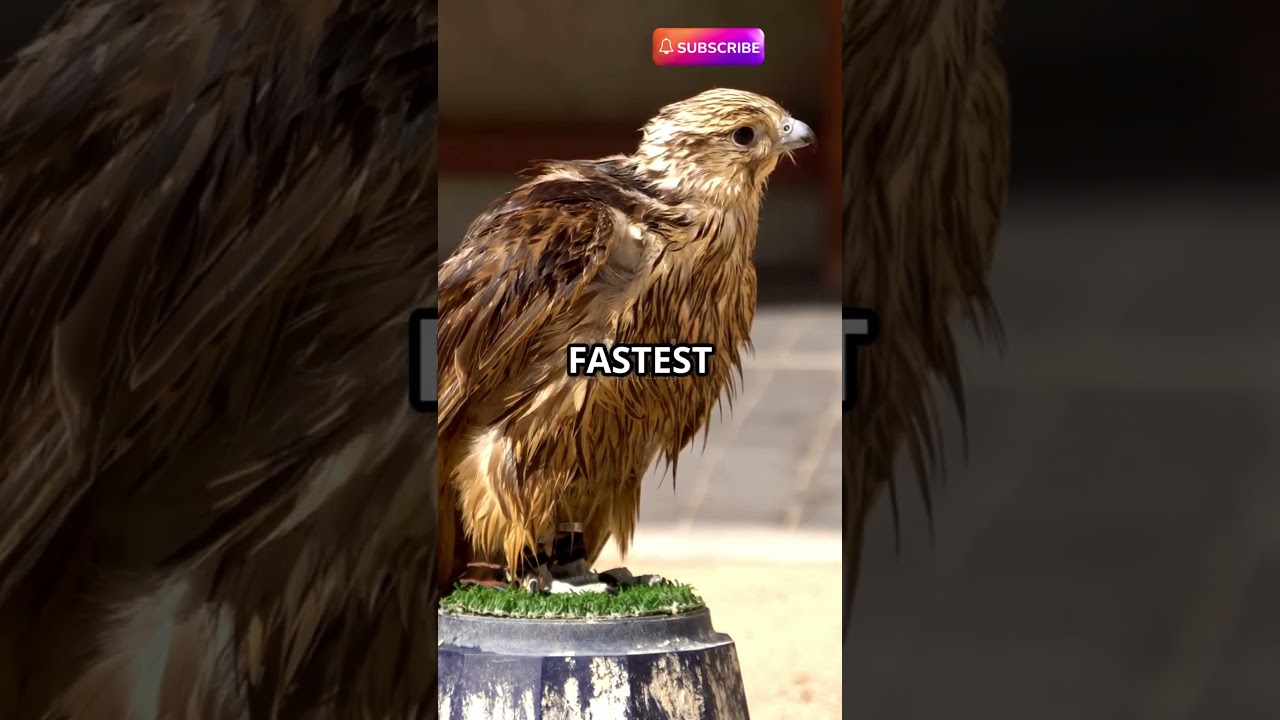 "Qatar’s WILD Side: These Animals Will BLOW Your Mind!