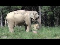 The Elephant Sanctuary | Happy Birthday, Winkie!