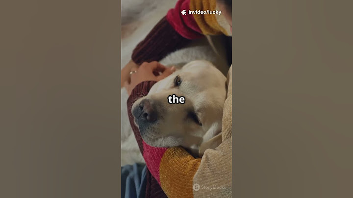 Is Your Dog Dreaming About You? #shorts #ytshorts #dogs #facts #dogfacts #uniquedogfacts #patrondog