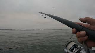 Catching White Sea bass aboard the Black Pearl out of Virgs Landing. On the Hookup Baits.