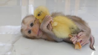Baby Monkey Alan Learn Hug With Little Baby Duck Chib Very Funny