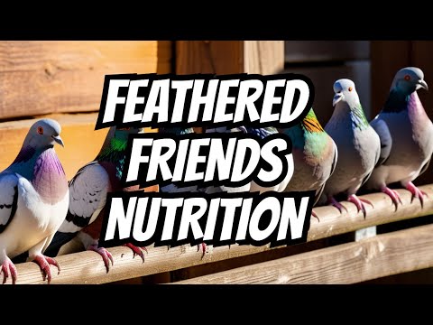 best-pigeon-waterer-pigeon-grit-pigeon-minerals