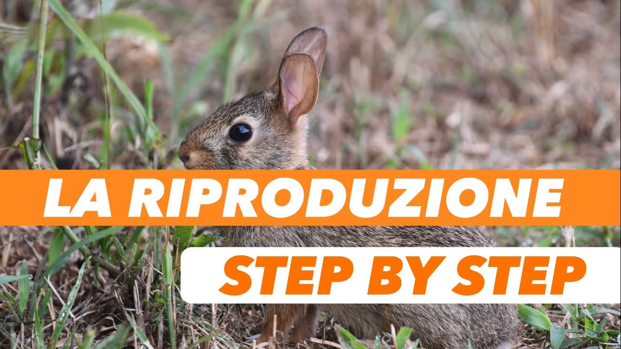 CONIGLI | L'Accoppiamento e La Gestazione Nei Conigli