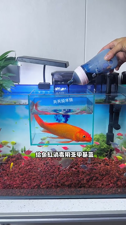 Methylene blue #fishkeepingdiary #fishkeepingheart #methyleneblue #methylenebluetreatmentfishdisea