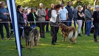 Champion Female selection leonberg 2018 by sharon springel 204 views 5 years ago 2 minutes, 28 seconds