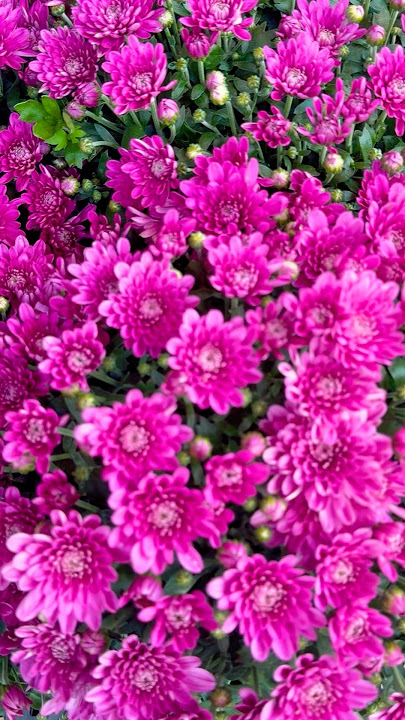 Beautiful chrysanthemums. #abba #flowers #fallflowers