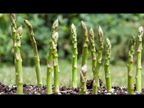 Vídeo: Propagação de Plantas de Espargos - Cultivo de Espargos de Sementes ou Divisão