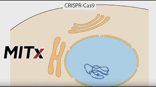 CRISPR and Cas