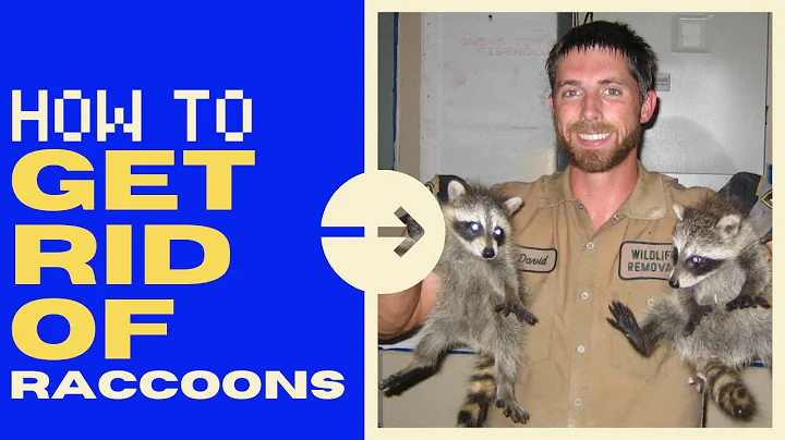Safely Remove Raccoons from Your Attic - Expert Guide