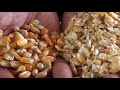 Obtención de maíz floculado y usos en alimentación  animal