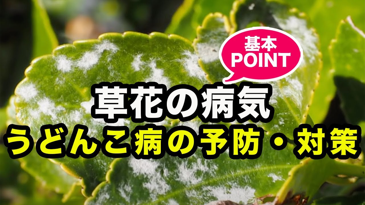 うどんこ病予防と対策 草花の病気 Youtube