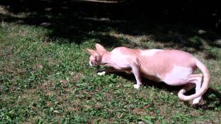 Sphynx Cat Catching Flies