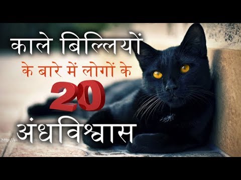 वीडियो: काली बिल्ली: संकेत और अंधविश्वास