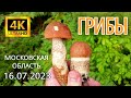 Грибной сезон в Подмосковье 2023 - Утренняя прогулка по грибным местам (4K Ultra HD)