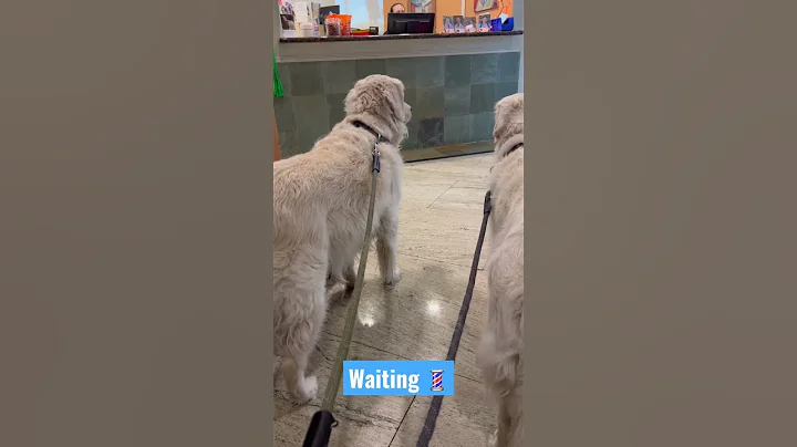 Golden retrievers before and after grooming!