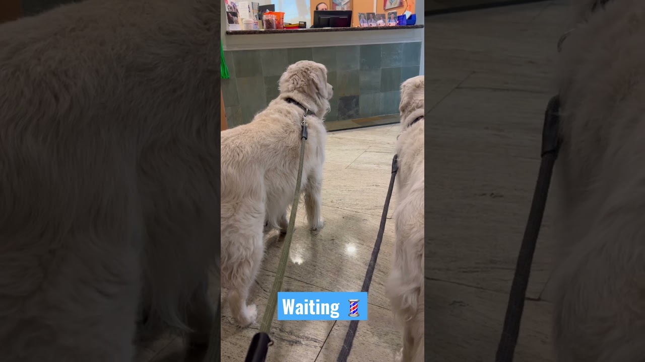 Image showcasing Golden Retriever Owners | Has anyone tried a pet hair remover purifier