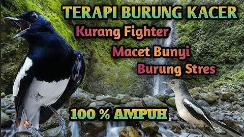 TERAPI BURUNG KACER MACET BUNYI KURANG FIGHTER DENGAN SUARA AIR YG KEMRICIK
