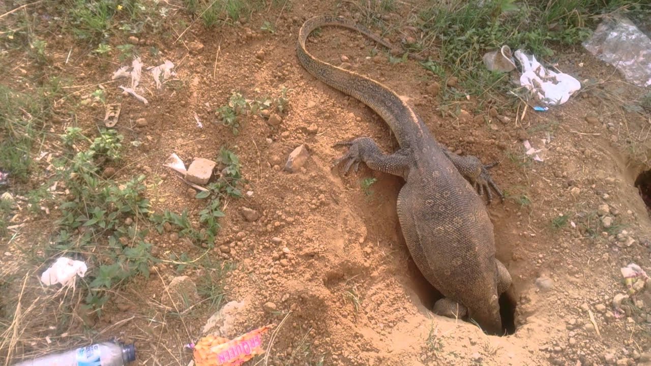 Cara Biawak Bertelur YouTube