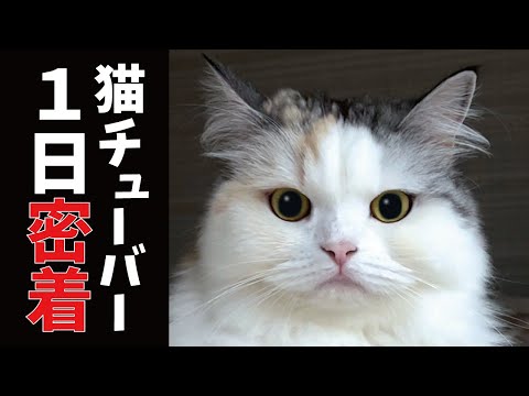 【ルーティン】猫達の一日をストーカーばりに追跡してみました【関西弁でしゃべる猫】