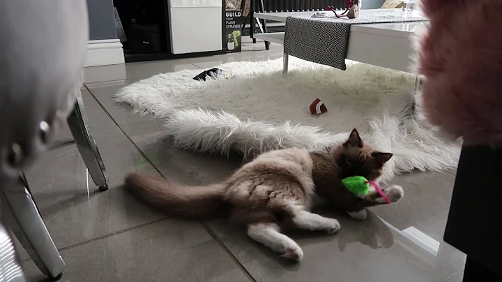 Watch the video about 4 MONTH OLD RAGDOLL KITTEN PLAYING