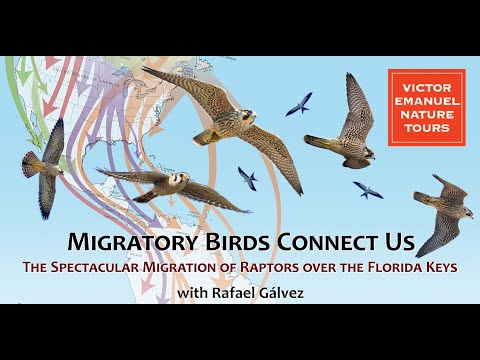 Migratory Birds Connect Us: The Spectacular Migration of Raptors over The Florida Keys