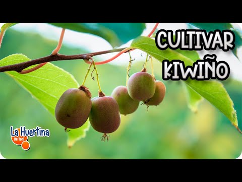 Vídeo: Informació de Kiwiberry: Com cultivar plantes de Kiwiberry