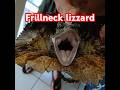 Frill neck lizzard