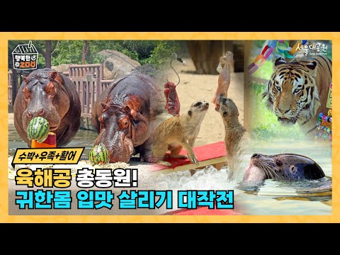 🎬 [여름나기 2탄] 육·해·공 총동원! 귀한 몸 입맛 살리기 대작전 🐯🦛🍉