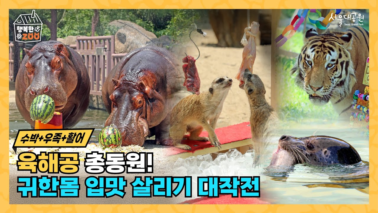 🎬 [여름나기 2탄] 육·해·공 총동원! 귀한 몸 입맛 살리기 대작전 🐯🦛🍉