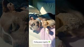 Just… this. ❤️ #shorts #innerpeace #moodbooster #soulfood #animalmagic #unconditionallove #petvibe