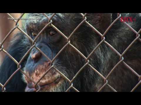 Presentan documental sobre derechos civiles de los Chimpancés