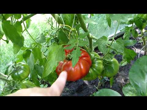 Video: Tomatenbildung